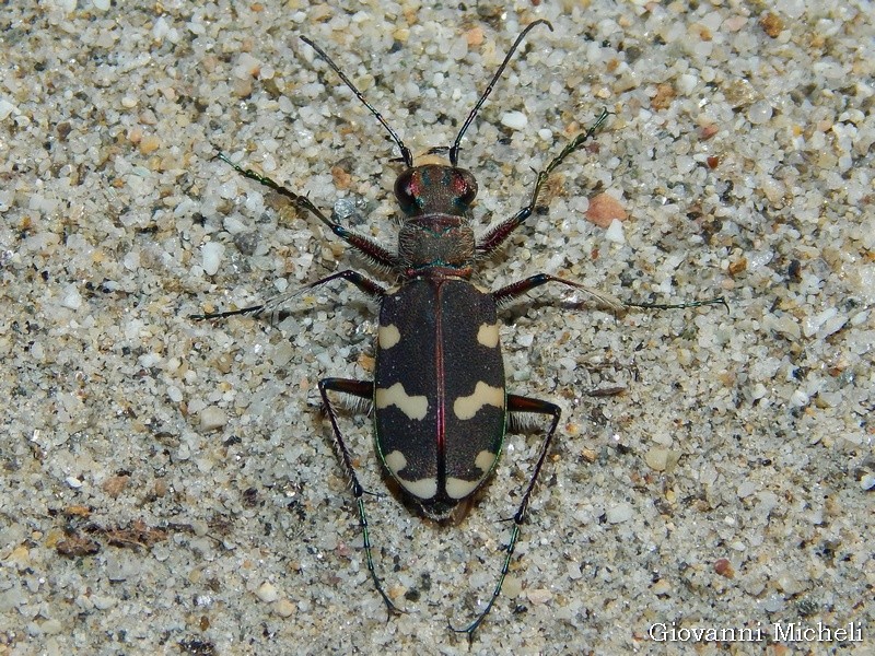 Cicindela hybrida?   S !